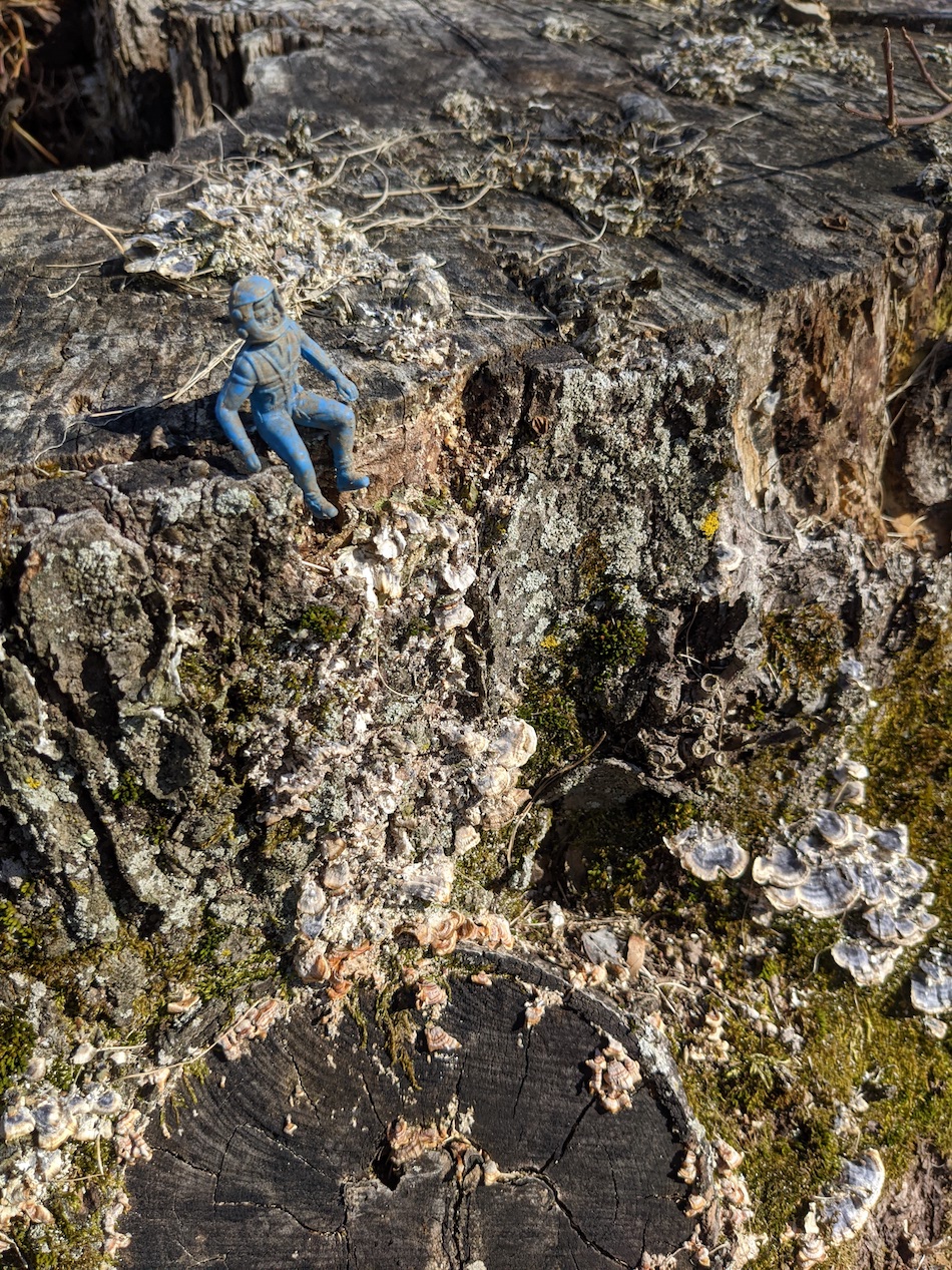 Toy astronaut figure sitting on a tree truck