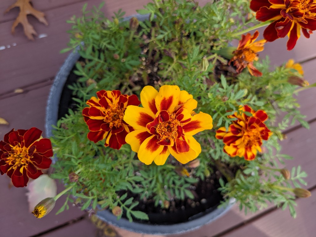 Mix of orange, yellow, and red marigold growing in a pot.