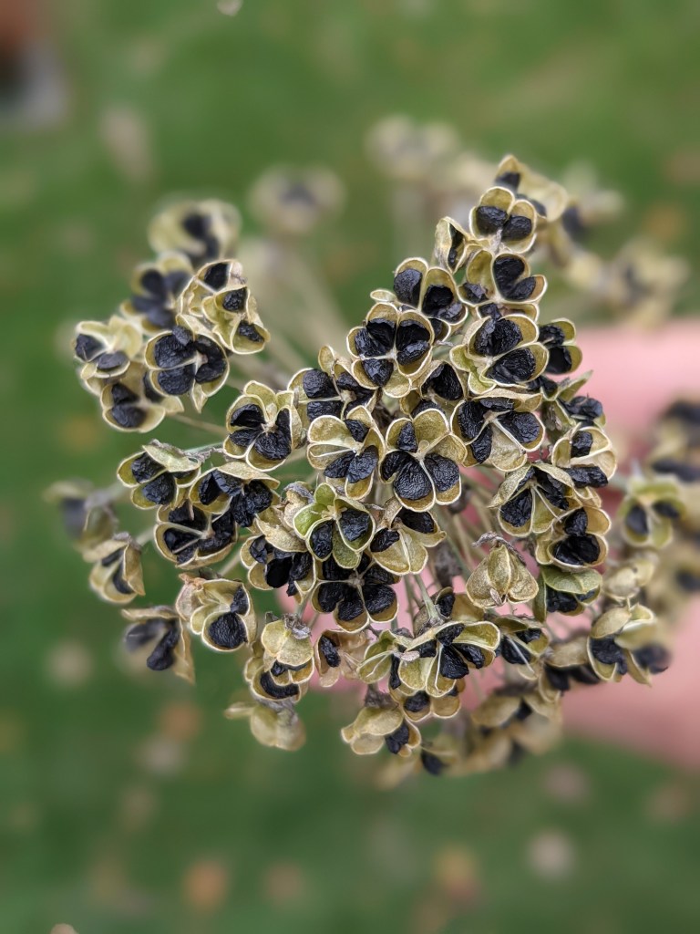 Dried garlic chive flower showing seeds