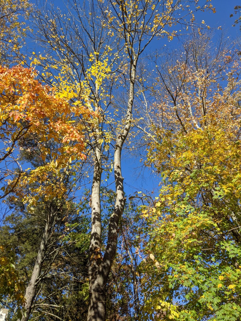 Looking up at yellow, green, orange fall leaves in trees with bright blue sky in the background.