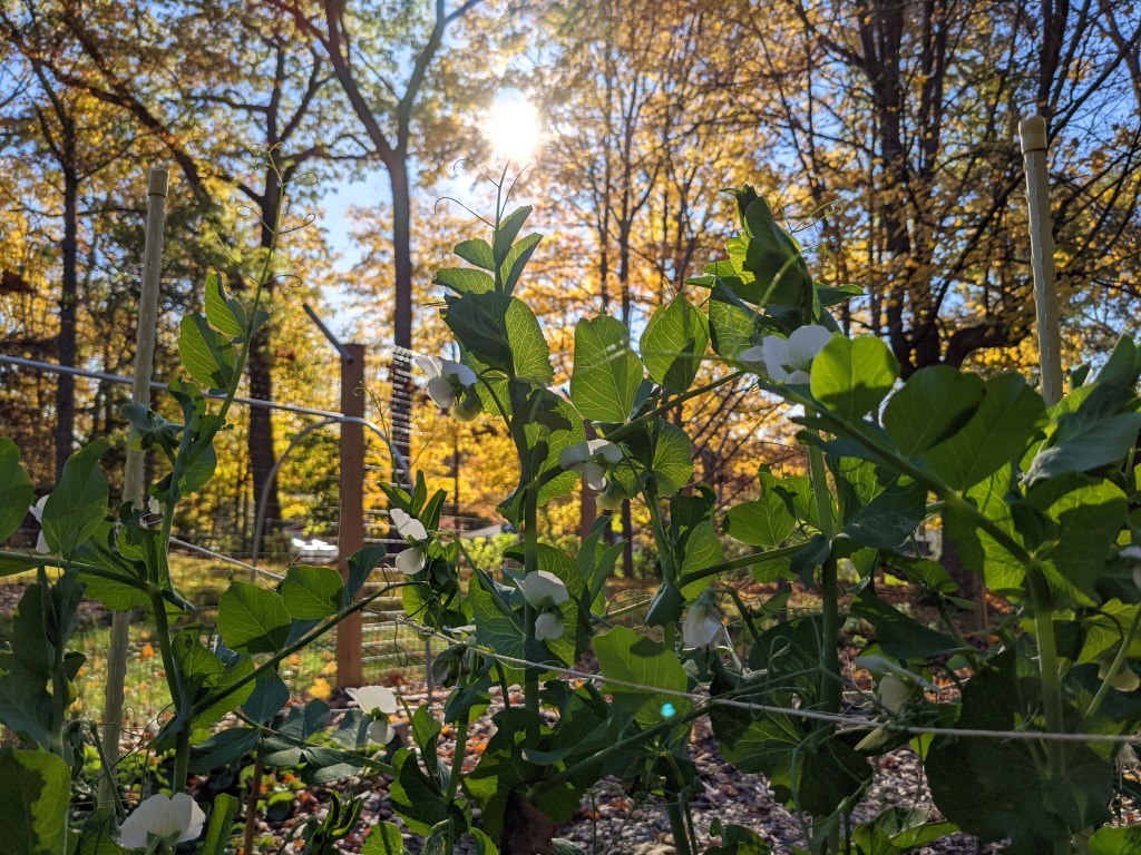 Peas growing on string trellis with yellow fall leaves in the background and late afternoon sun peeking through the yellow leaf trees in the background.