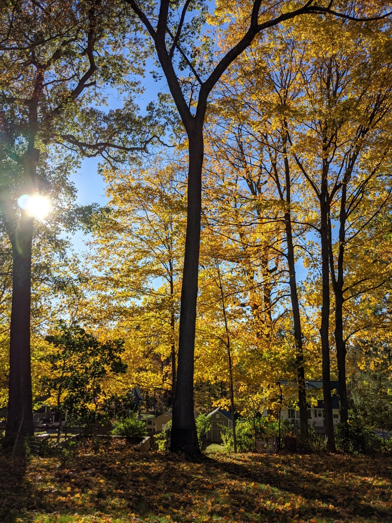 Late afternoon sun shining through tree leaves in fall.