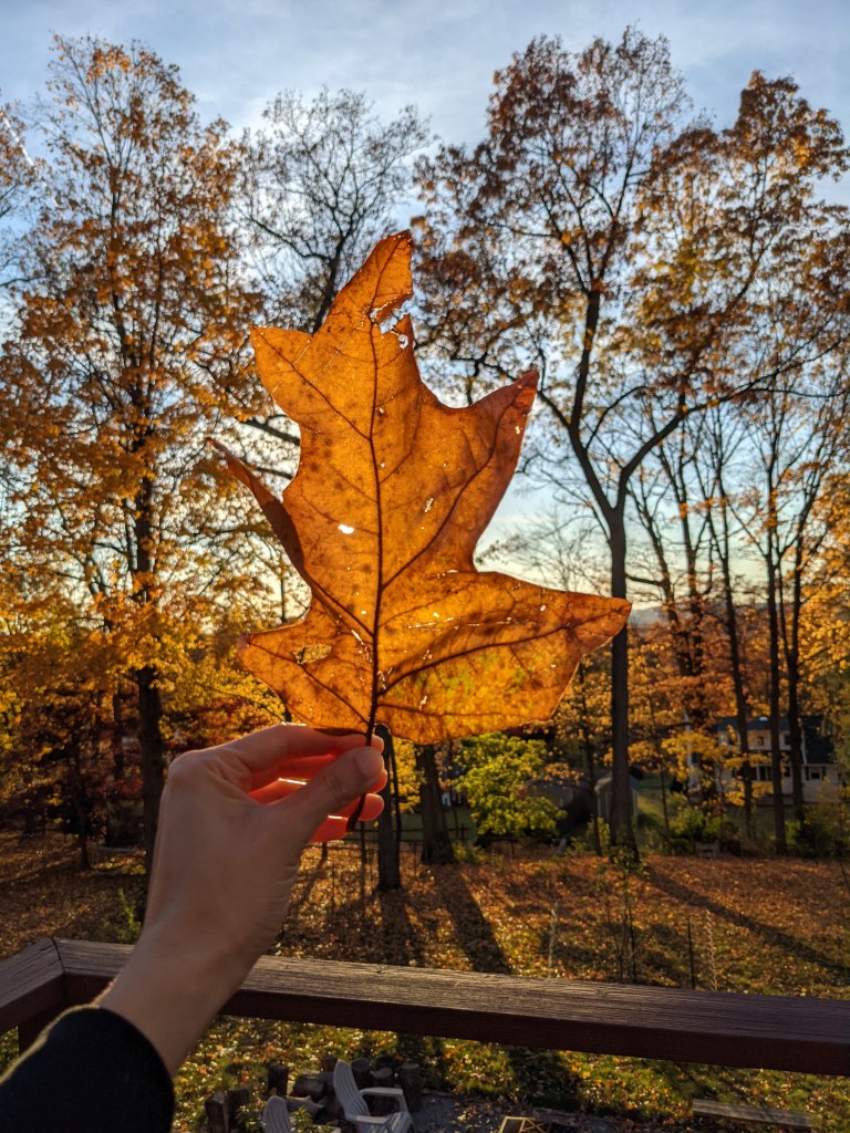 Hand holding large oak leaf with sunset light in fall