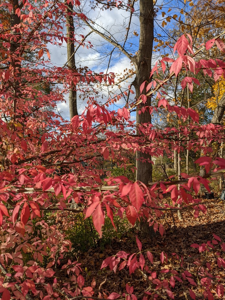 Burning bush in fall with pinkish reddish leaves