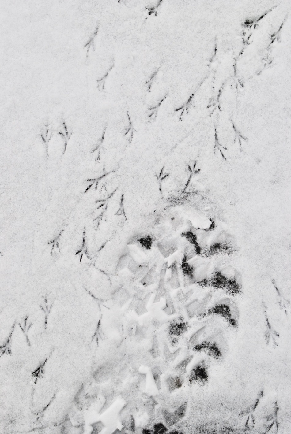 Photograph of boot print and bird paw prints in snow