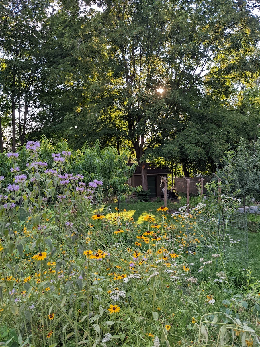 Mix of flowers in full bloom with large in the background and sun shining through.