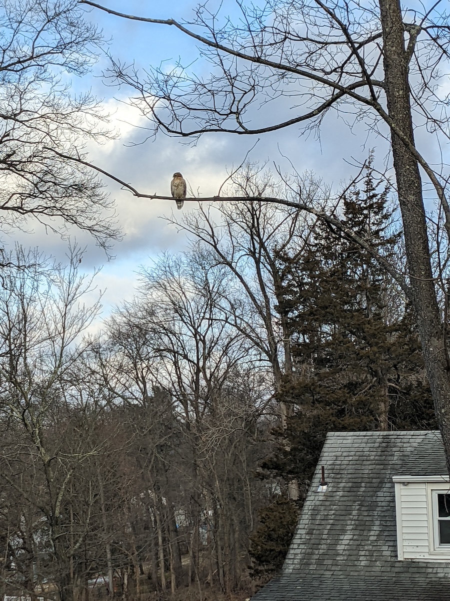 Image of hawk sitting on a tree branch