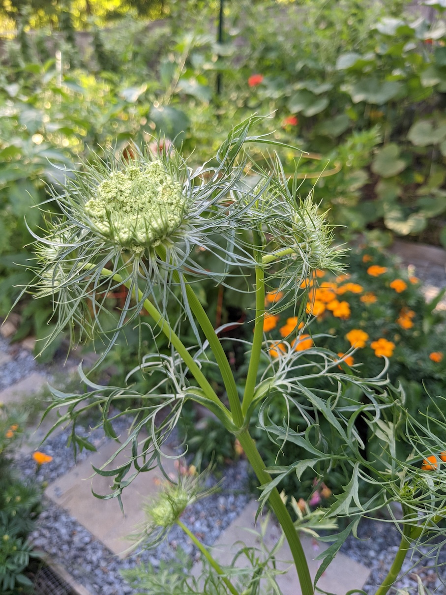 Photo of carrot greens growing flowers