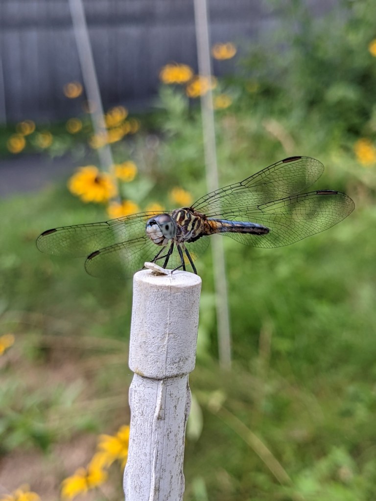Blue dasher dragonfly perched on a garden plant stake.